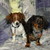 :icondaschund4gerbil2: