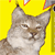 :icondasfleisch: