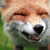:icondasfuxi: