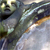 :icondasgloy: