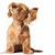:icondash-hound: