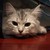 Dasha-U :icondasha-u: