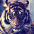 :icondashboard2407: