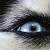 :icondashing-husky: