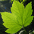 :icondat-wr: