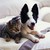 :icondaughter-of-apollo33:
