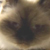 :icondave-shorte: