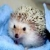 :icondaveiouszeck: