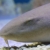 :iconDavid-D40: