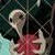 :icondavidispikachu: