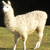:icondavidlooki: