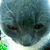 :icondawgama: