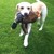 :icondawn-bambi: