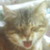 :icondawn-wing: