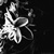 :icondawnearly: