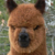 :icondawniepie: