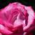 :icondawningbeauty: