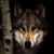 :icondawnofkings:
