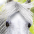 :icondawntodusk-graphics: