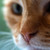 :icondawrei: