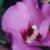 :iconday-dream-angel: