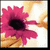 :icondayseye: