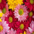 :icondaysie-babie:
