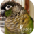 :icondazyfeather: