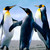 :icondazzcon: