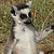 :icondazzman07: