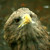 :icondblinman: