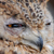 :icondbphotographic: