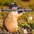 :icondbzstar16: