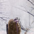 :icondculliver: