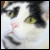 :iconde-pace: