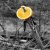 :icondead-alice: