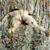 :icondead-asian: