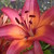 :icondead-pixie: