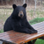 :icondeadbrotherbear: