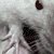 :icondeaddollssociety: