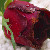 :icondeadgardensx: