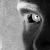 :iconDeadly-Night-Shade: