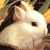 :icondeadly-sour-cherry: