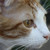 :icondeadlybeloved: