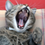 :icondeane4work: