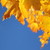 :icondear-julia: