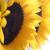 :icondear-nattie: