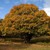 :icondear-oak: