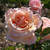 DeasignPhotography :icondeasignphotography:
