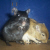 :icondeath-by-gerbils: